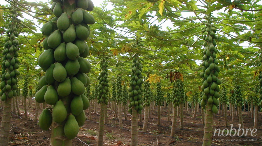 Fazenda produtora de frutas a venda no Ceará